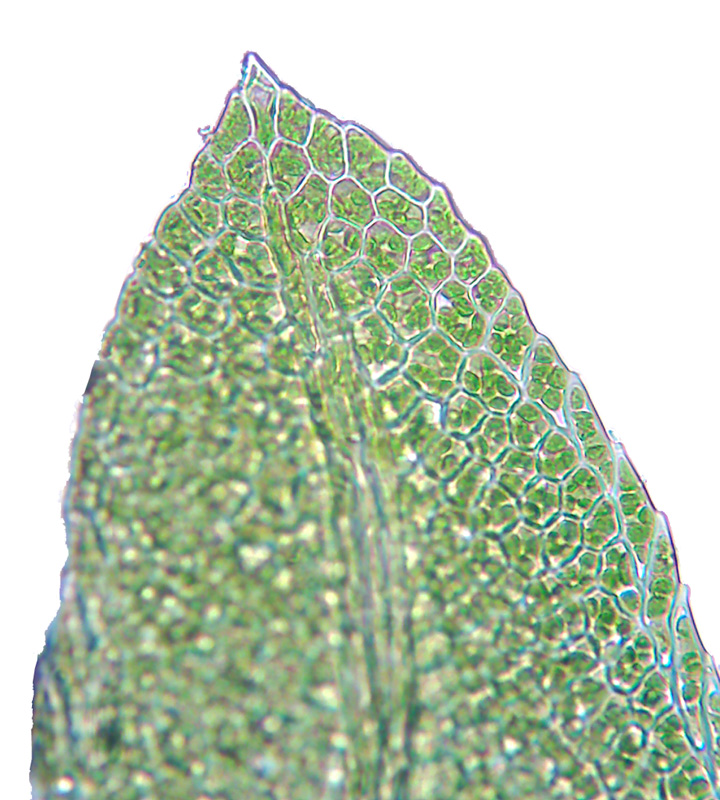 Fissidens minutulus